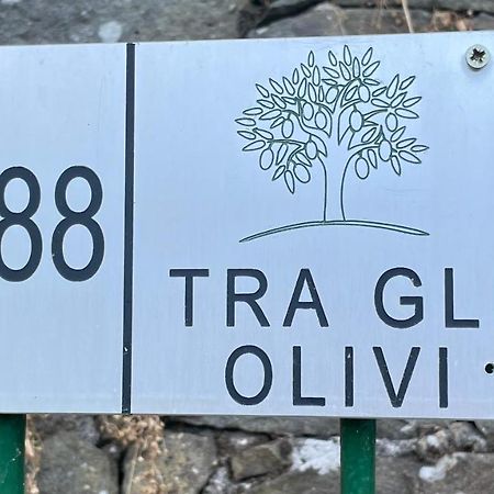 Tra Gli Olivi Apartment Lucca Exterior foto